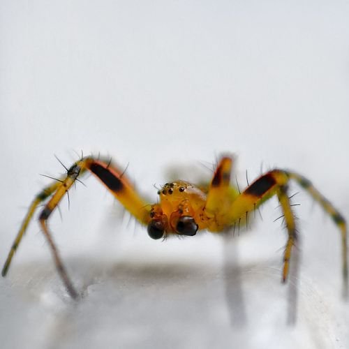 görsel
