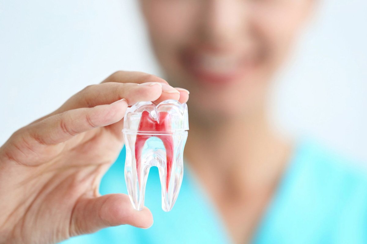 Kök kanalı anatomisini gösteren diş modeli