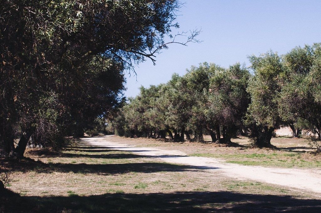 Hasat zamanı