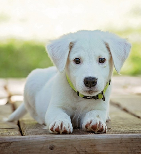 Bahçede oynayan köpek
