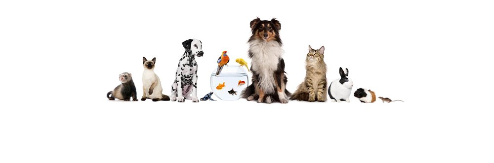 Kliniğimizde baktığımız dostlar: gelincik, kedi, köpek, kuşlar, balıklar, tavşan ve kemirgenler