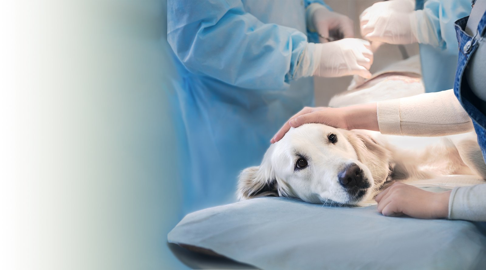 Operasyon sırasında sahibi tarafından sevilen golden retriever