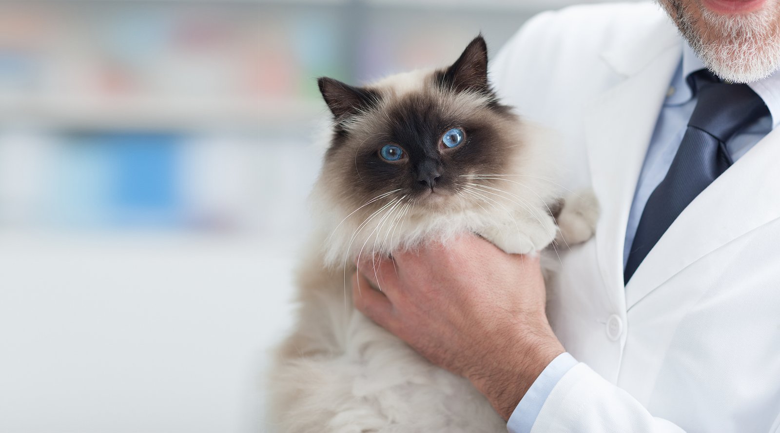 Veteriner hekim kucağında mavi gözlü himalayan kedi