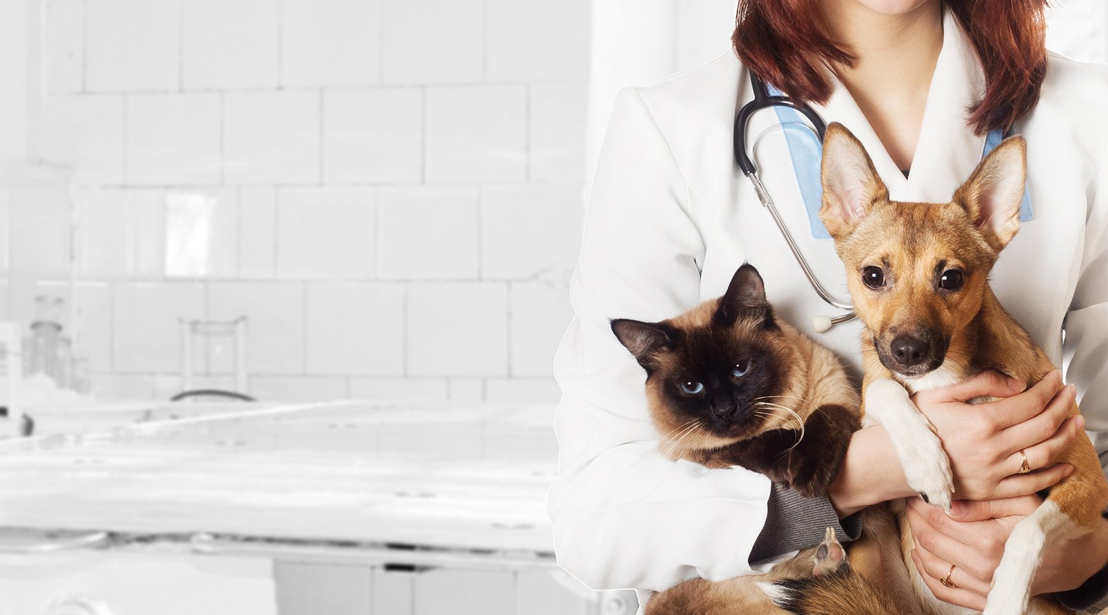 Veteriner hekim kucağında kedi ve köpekle klinikte