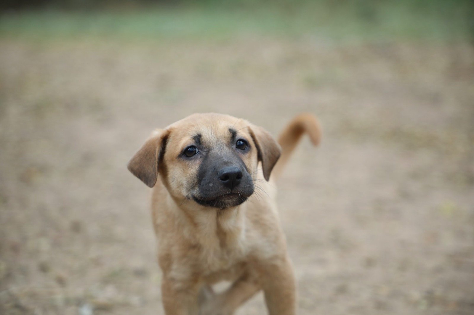 Sevimli köpek yavrusu